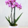 Pink Orchid Plant - a two stemmed orchid plant in a ceramic pot