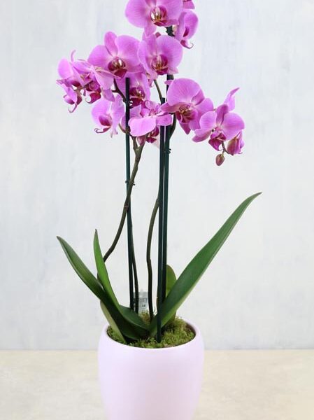 Pink Orchid Plant - a two stemmed orchid plant in a ceramic pot