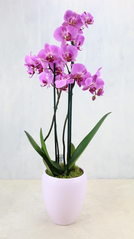 Pink Orchid Plant - a two stemmed orchid plant in a ceramic pot
